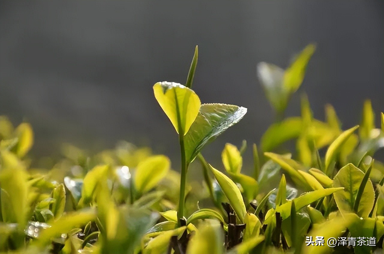 谷雨时节来杯谷雨茶,过了谷雨的茶有什么区别