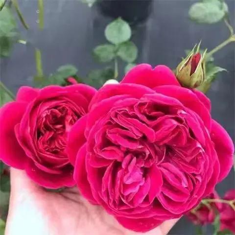 2023年02月27日星期一农历:癸卯年【兔年】二月初八八九第5天