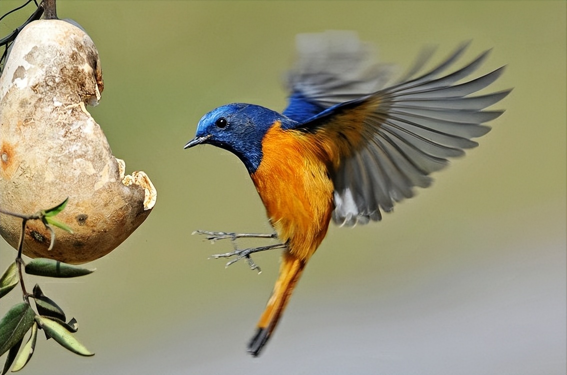 鸟儿大全高清图,高清珍稀鸟动态图片大全
