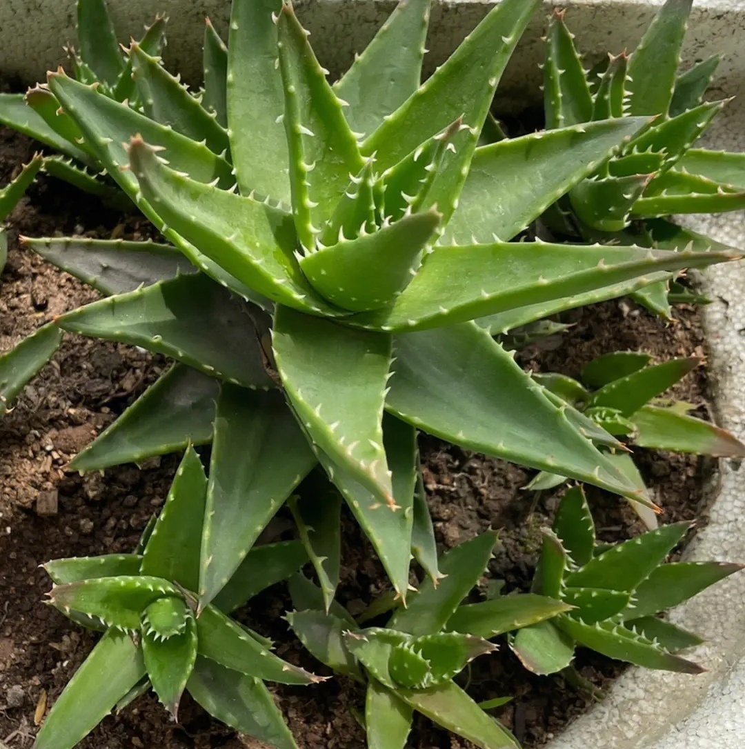 人养花花养人6种花越养越健康,室内养什么花最好最养人