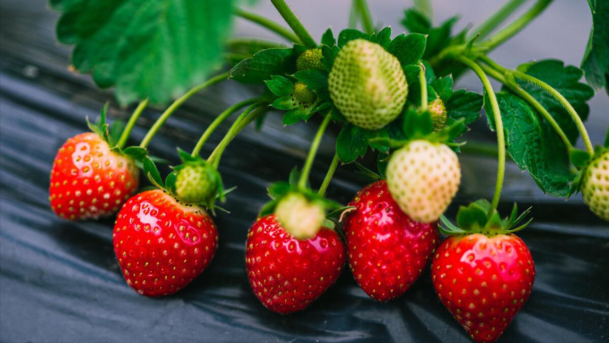 月经期间小腹左侧疼痛的原因女性,月经期间有血块小腹疼痛用什么药