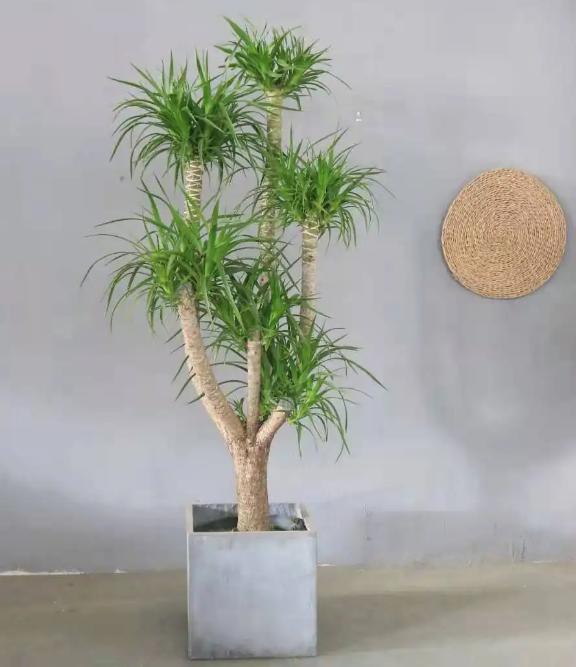 现代风好养的绿植搭配,好养简约风家里绿植