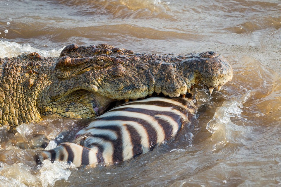 非洲公象在河边喝水，愣头青鳄鱼趁机一口咬住象鼻，大象痛苦吼叫