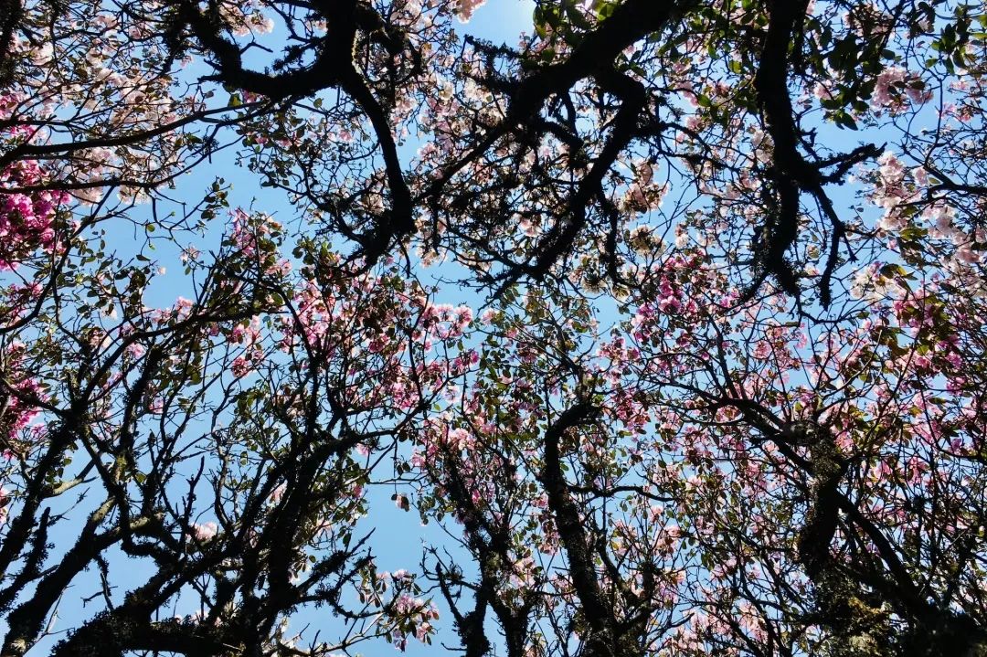 德昌有什么好耍的地方,德昌有啥好玩的地方推荐一下