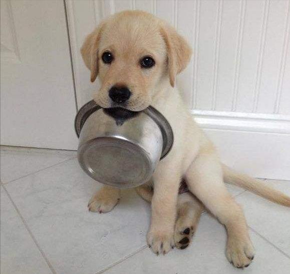 有哪些攻击性的犬可以养,建议懒人养的10种狗小型犬