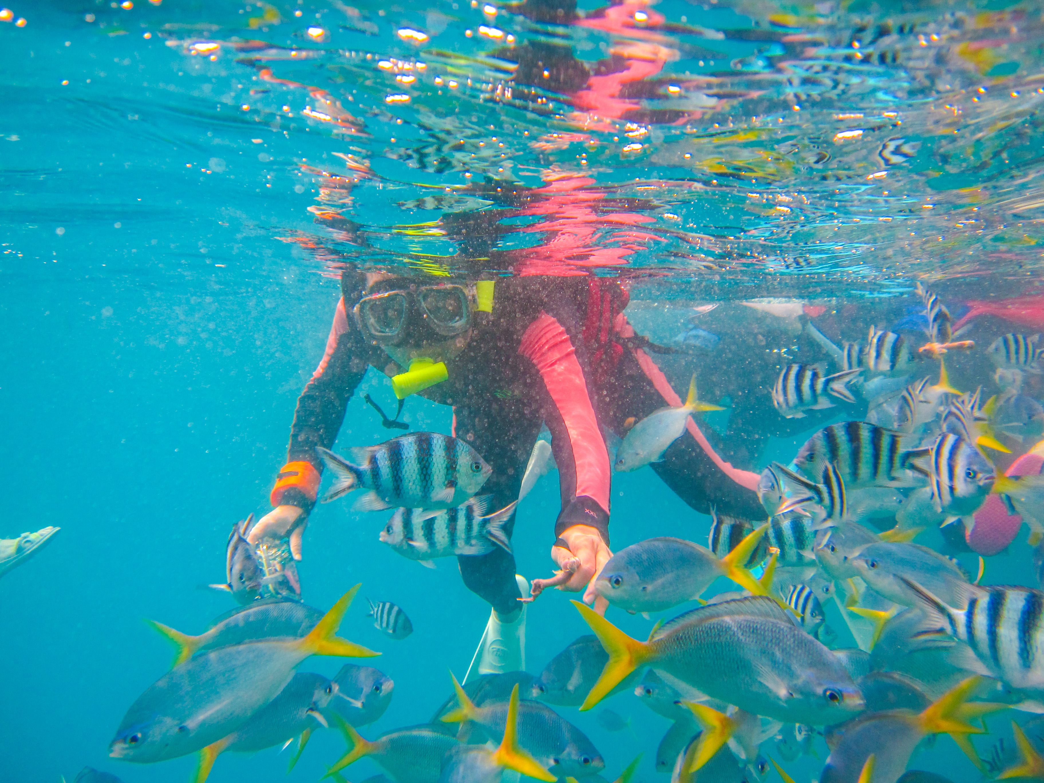 孤悬在太平洋上的岛国,帕劳,人生最值得一去的旅游目的地之一