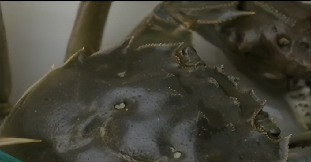 两只螃蟹拍卖出20万，农村大叔养出天价蟹，带动当地年收入20亿