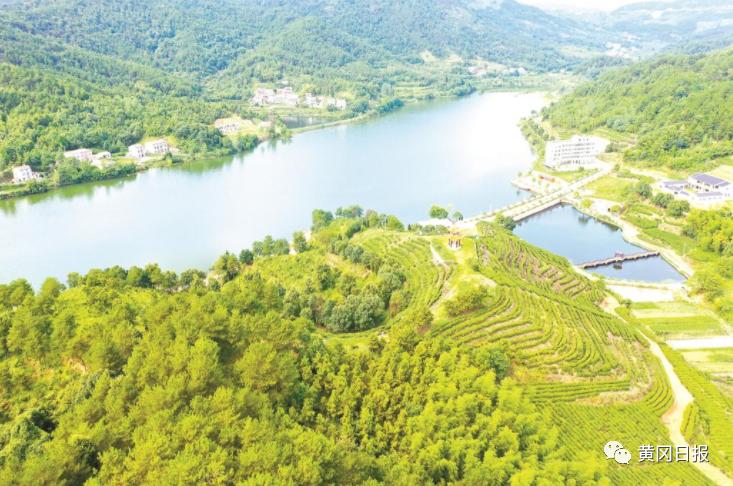 乡村产业如何旺起来？探寻团风县牛车河乡村振兴示范区产业兴旺之道