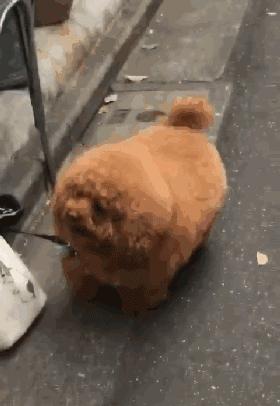 泰迪露肚皮是什么意思啊,泰迪露着肚子躺着睡觉