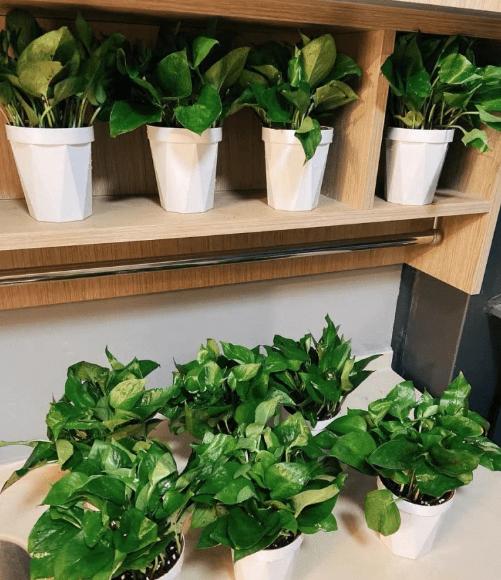 哪种绿植适合室内养对人体好,室内养绿植会增加负氧离子吗