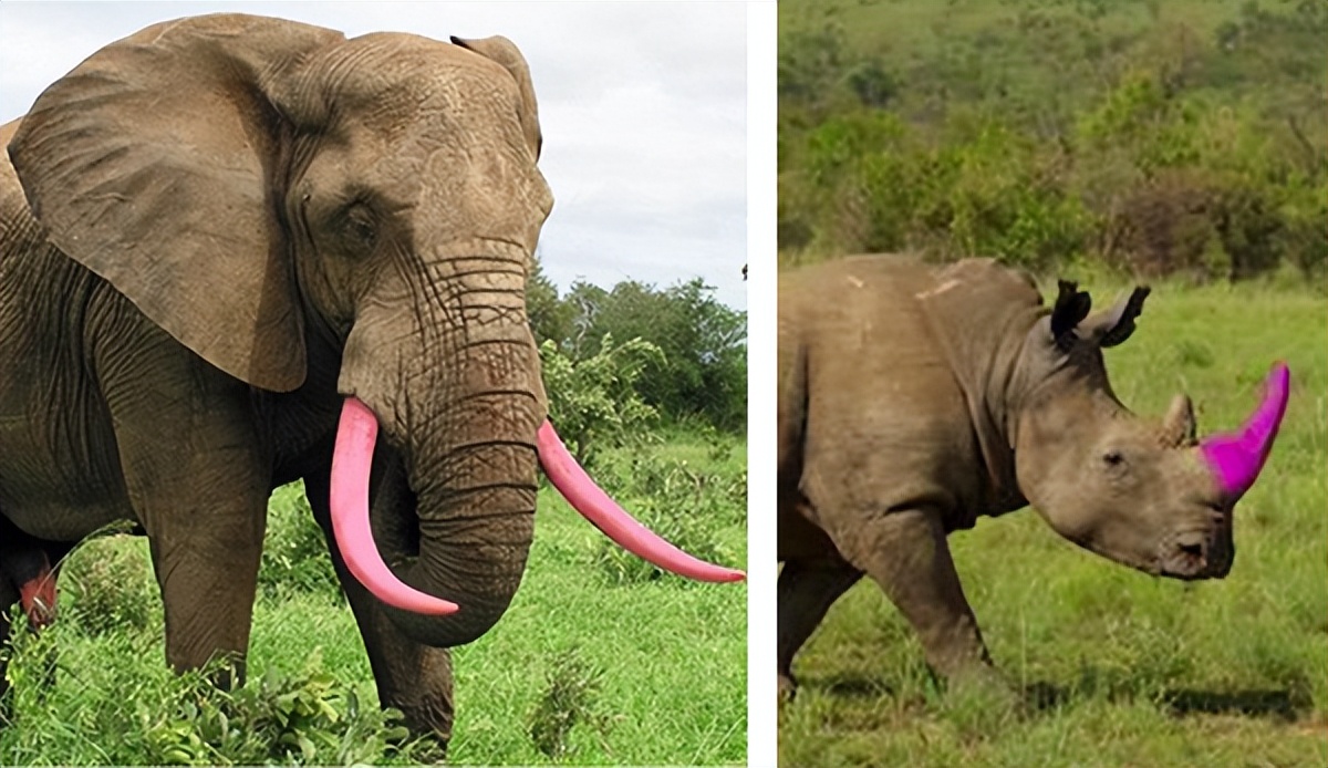 璞＄墮鍜岀妧鐗涜,缁欒薄鐗欑妧鐗涜鏌撹壊