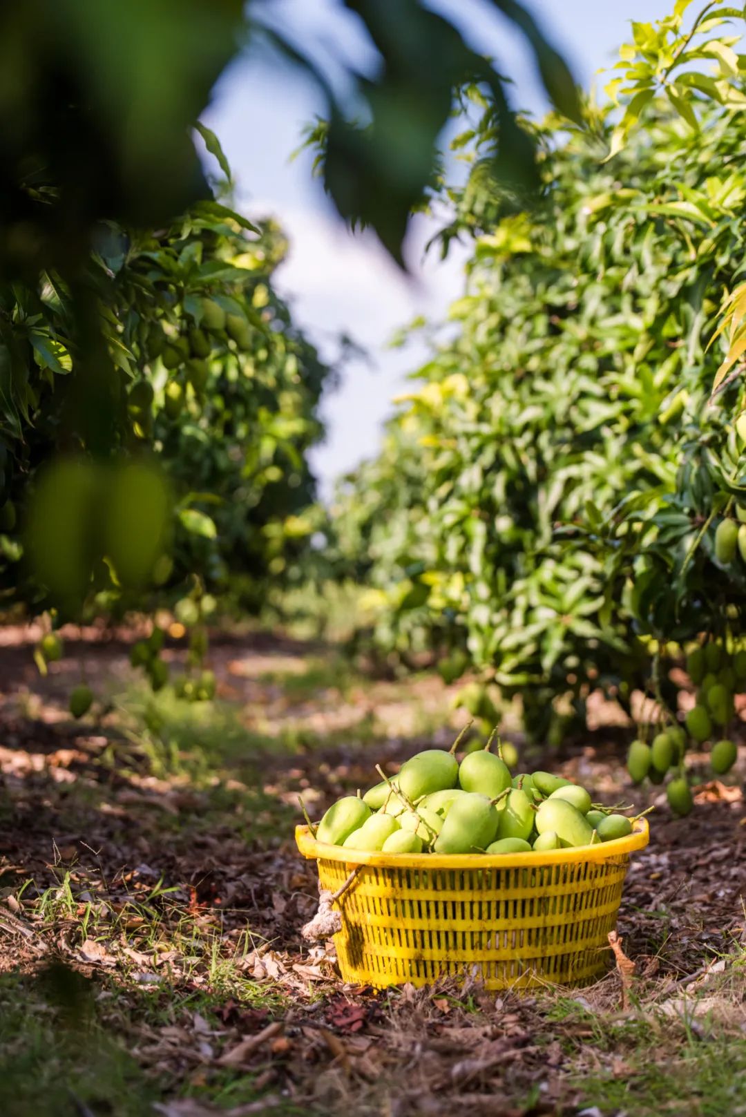 我国四大地理区域水果,中国什么地方热带水果多