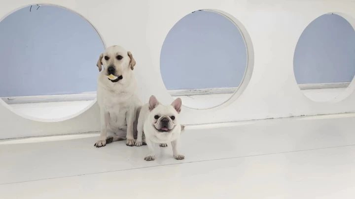 小体狗狗肥胖如何减肥,狗减肥消耗一公斤脂肪