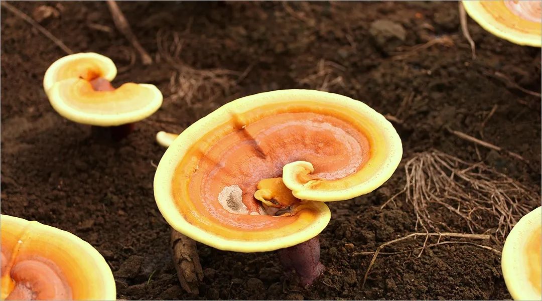 灵芝孢子粉到底是养生好物,灵芝孢子粉是最佳首选