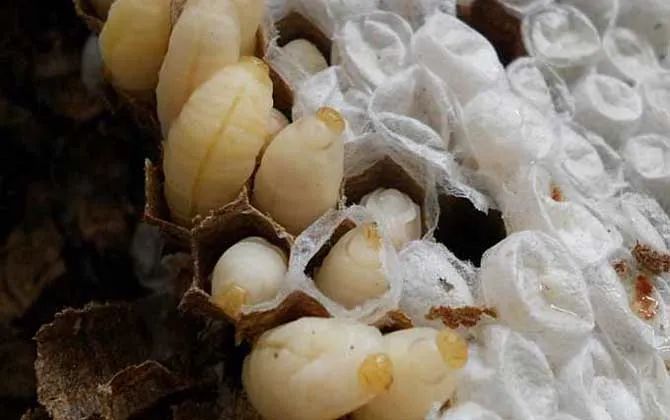 150元一斤，被叫做“天上人参”，被蛰很危险，却很好吃