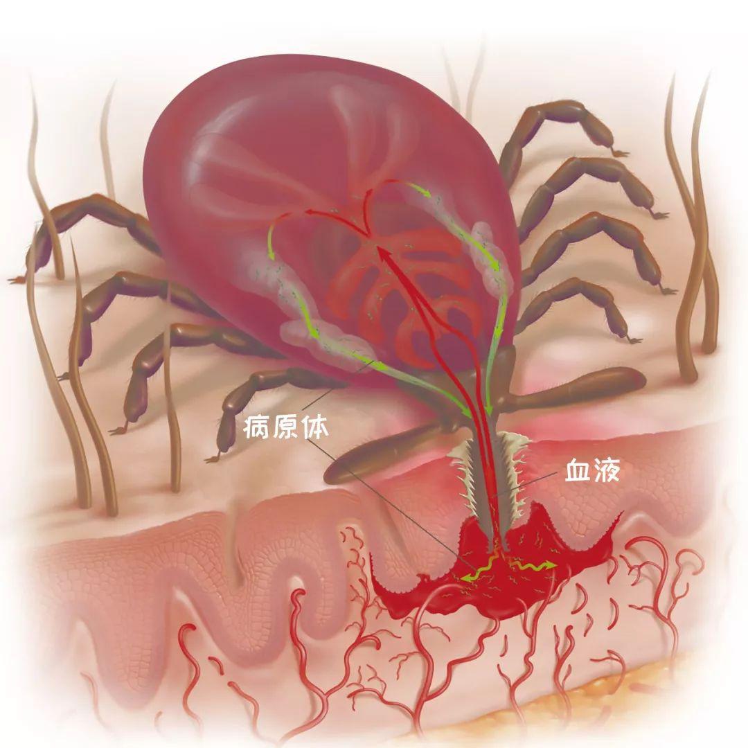 狗狗驱虫后呕吐是正常现象,狗狗昨天一直呕吐今天状态好点了