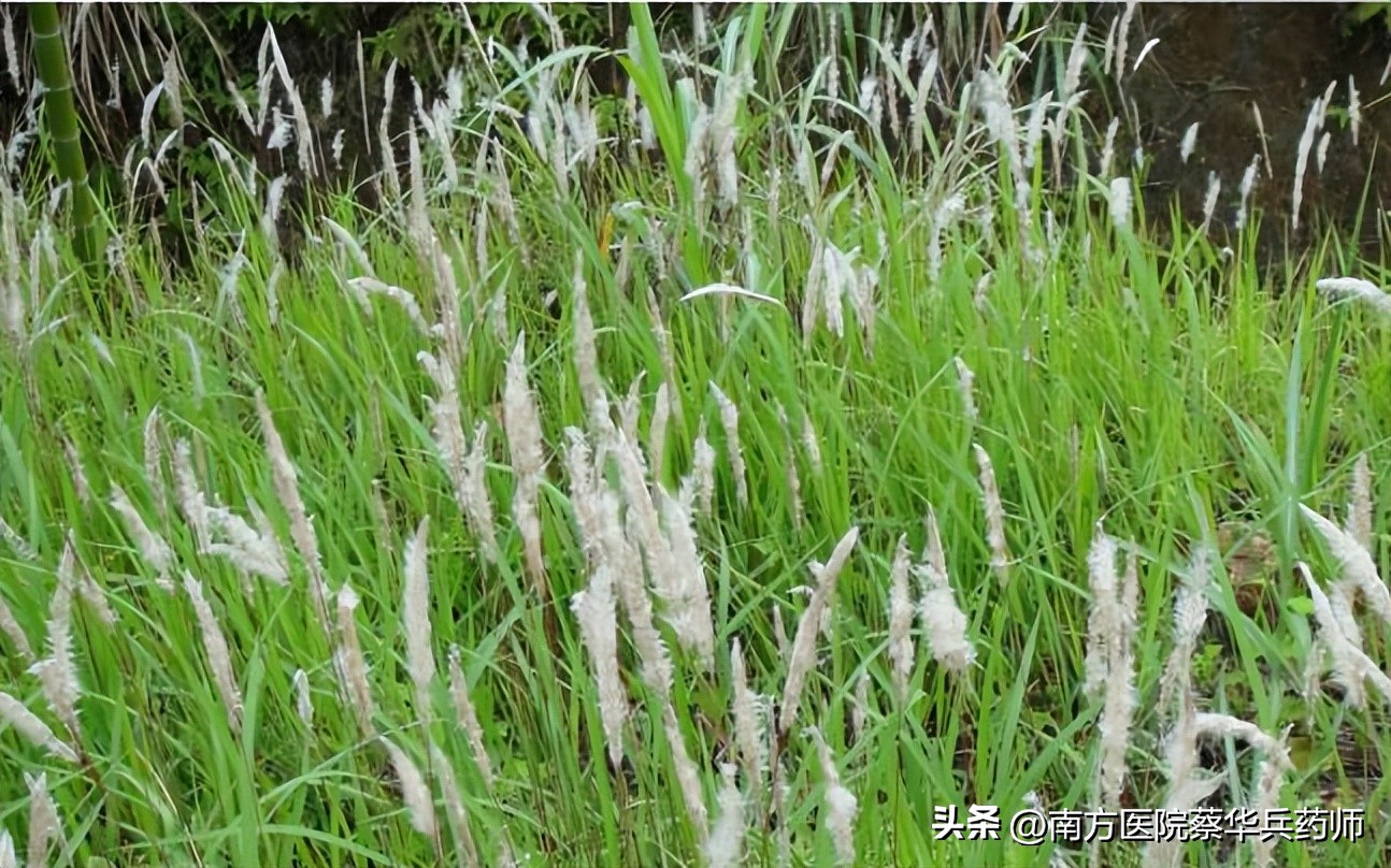 膀胱虚小便涩痛用什么中草药调理,小便刺痛热淋的中药处方