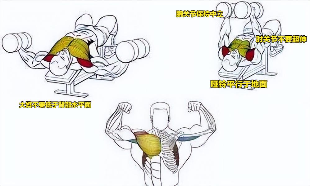 中胸部和下胸中缝怎么练,练胸中缝什么动作