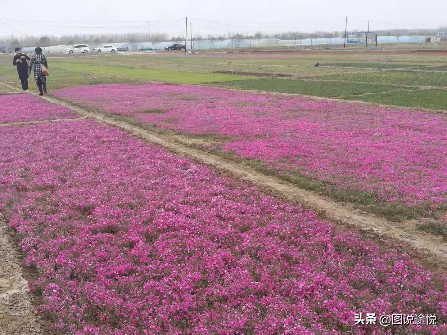 来“中国福禄考之乡”，千亩花田小镇中坐赏鲜花闲看云