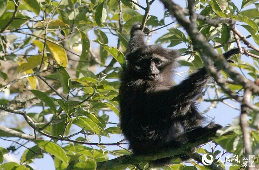 云南新发现一处高黎贡“白眉大侠”的家园