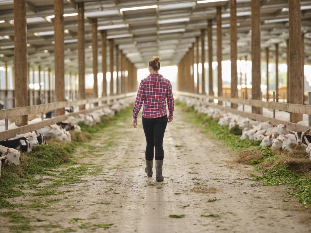 最出名进口的羊奶粉品牌,羊奶粉口碑最好的前十名进口