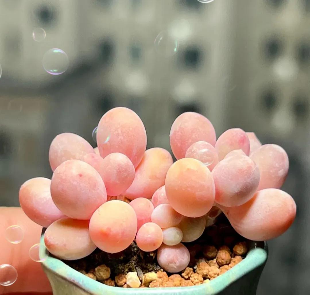 奶酪汤圆多肉怎么养,桃蛋奶酪汤圆的区别