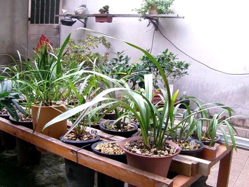 养兰植料要因地制宜,养兰花植料技术管理视频