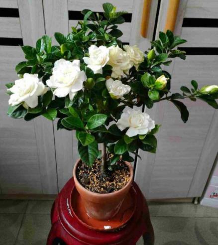 卧室净化空气有香味的植物,在卧室可以养的花好看香好养