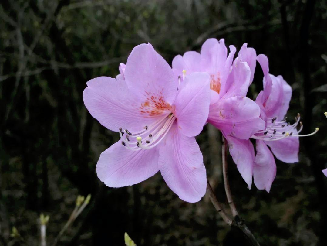 四明山华顶杜鹃,浙东华顶杜鹃群落