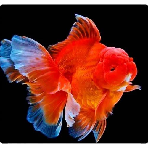 金鱼泰狮,泰狮金鱼为什么相互追