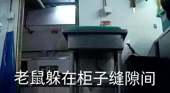 快速抓住房间里老鼠的技巧,怎样才能抓到房间里躲着的老鼠