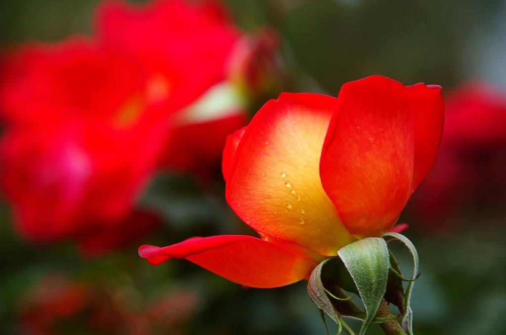 云南鸡足山闭关修行的寺庙,佛教圣地神秘的鸡足山