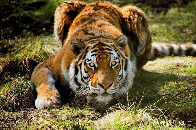 原地不动抗毒技巧,原地奔跑跳不了怎么办