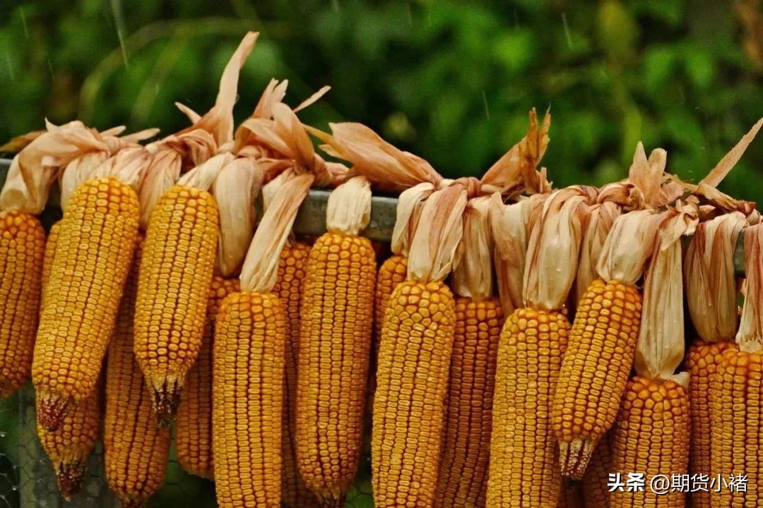玉米盘中强势上涨,玉米现货上涨