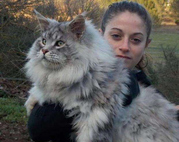 不建议新手养缅因,不养缅因猫的6个理由太可怕了