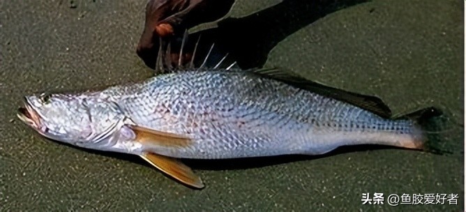 什么样的鱼才有鱼胶,鱼胶最好是哪种鱼