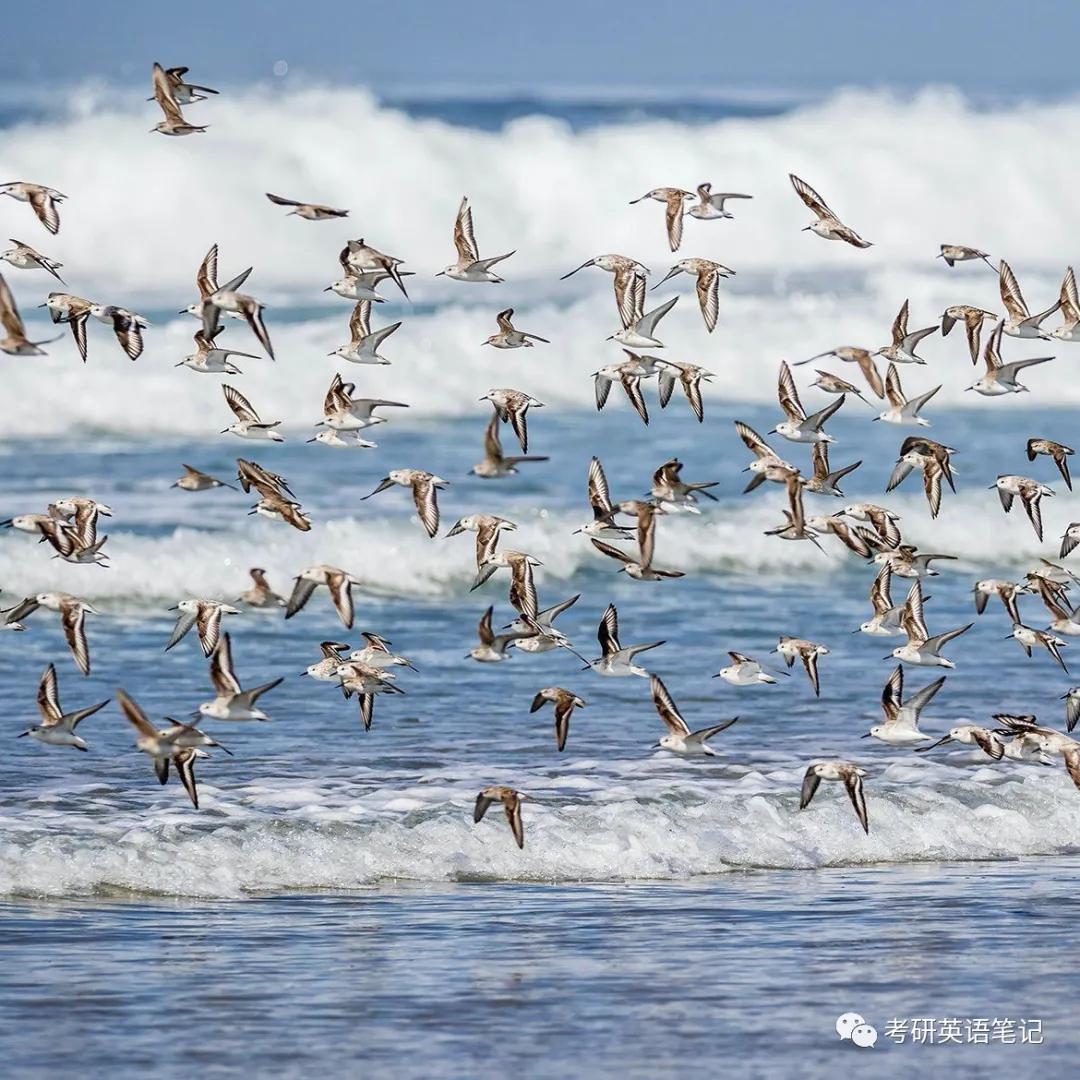 羽色最绚丽的鸟图片,鸟类雨后飞翔照片