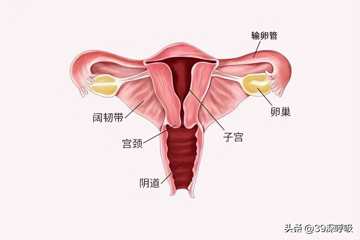 17岁女孩没有来月经,23岁女生从未来过月经能治好吗
