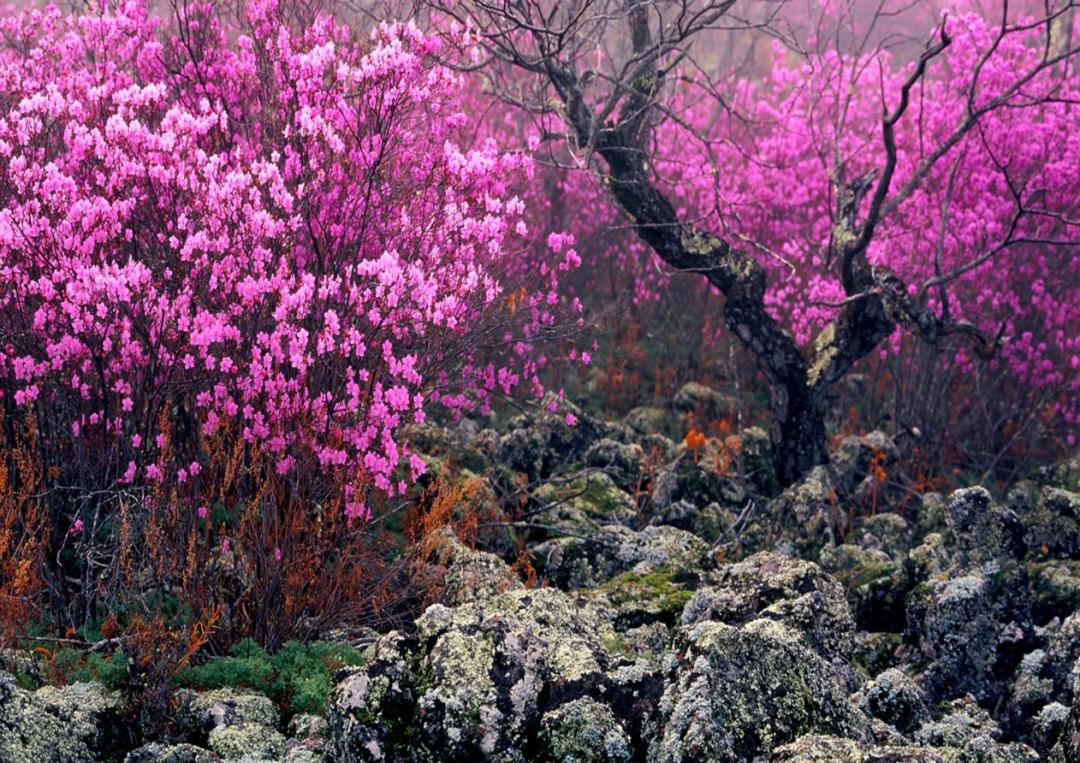 519中国旅游日活动,景区519中国旅游日宣传活动