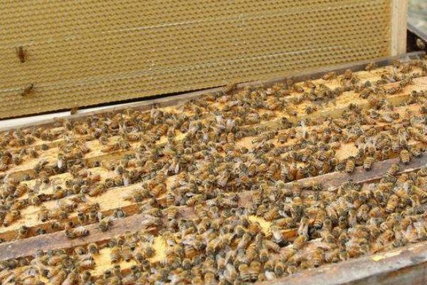 乡村振兴什么产业最好赚钱,乡村振兴适合农村创业的好项目