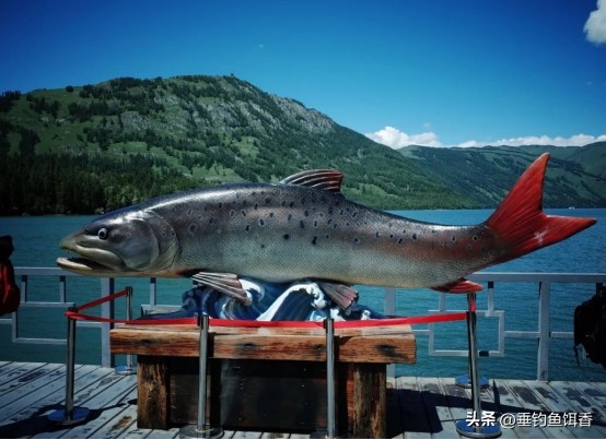 喀纳斯湖巨型哲罗鲑为什么捕不到,大型哲罗鲑冷水性鱼类图片