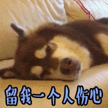 比熊狗狗流眼泪怎么回事,狗狗伤心会流眼泪吗