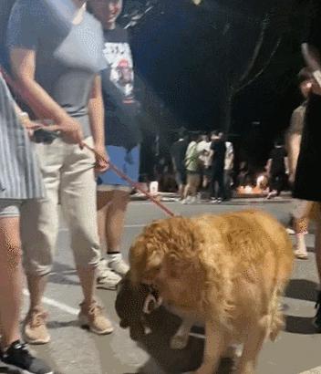 金毛嘴巴一直流白泡沫怎么办,金毛口水泡沫太多了什么原因