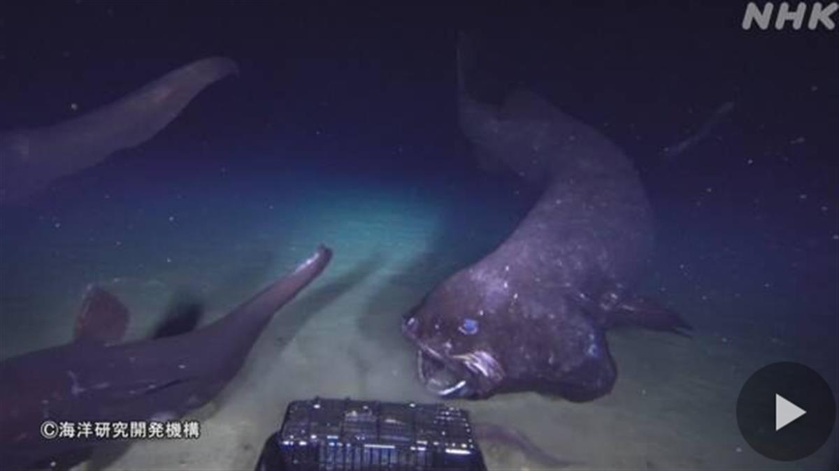 日本发现核辐射鱼,日本8336米深海现怪鱼