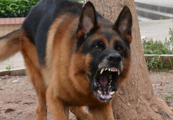 尾巴“下垂”的狗狗，不能养，别问为什么