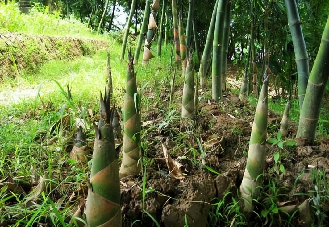 唐朝七律第一大家,唐朝七律中最优秀的作品