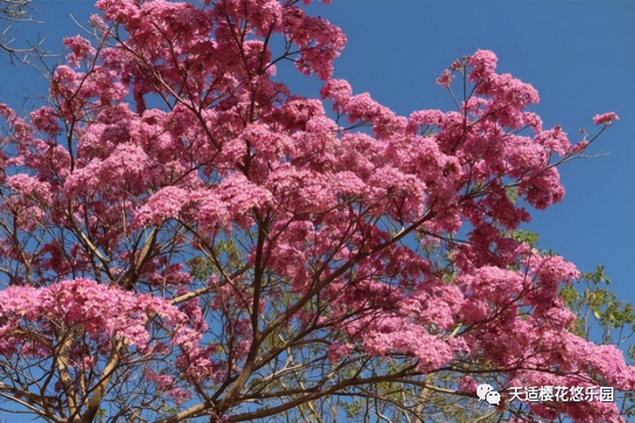 新春攻略生肖派对,新年怎么玩好玩