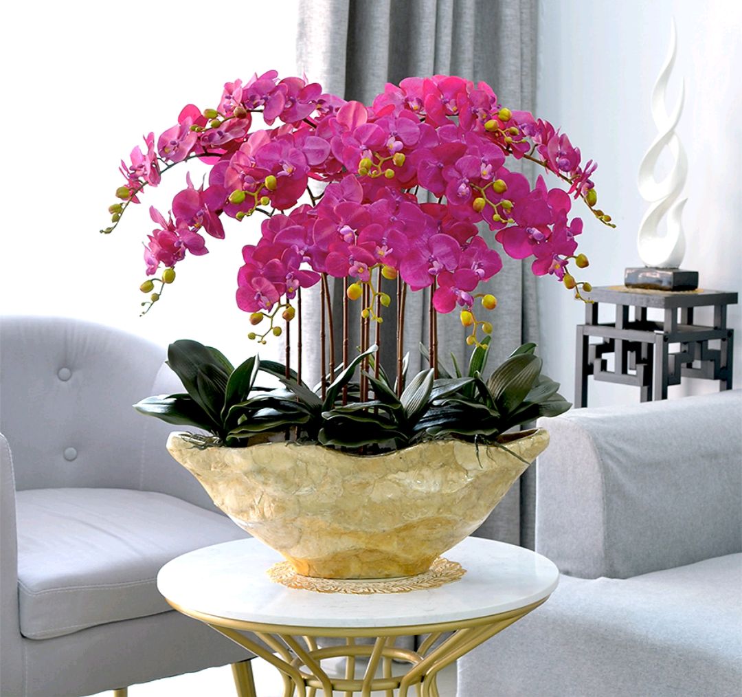 年花盆栽怎么搭配,明年还可以开花的年花盆栽