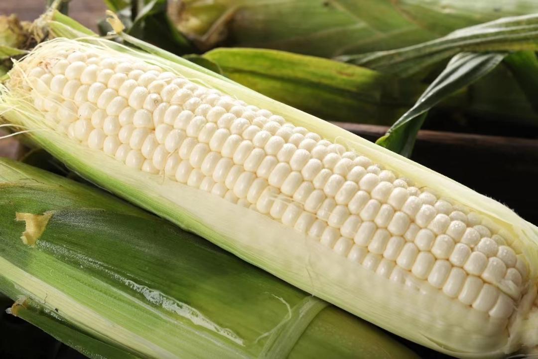 吃玉米喝玉米水能减肥吗,玉米减肥还是紫薯减肥