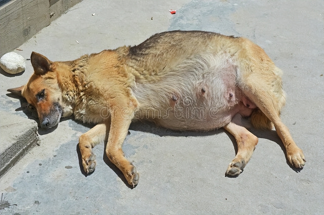 狗狗怀孕后有哪些表现,狗狗怀孕后有哪些征兆